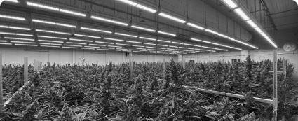 indoor cannabis farm-high quality cannabis products-workers cannabis 