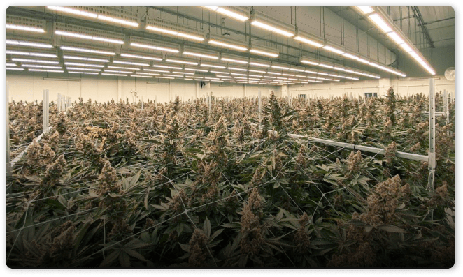 a marijuana field